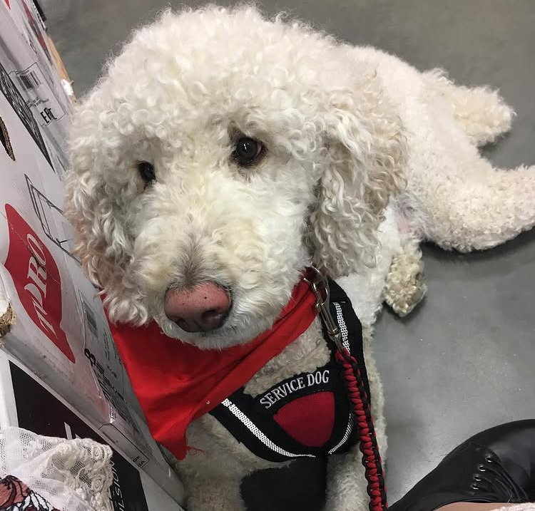 Frankie the white service poodle in a store